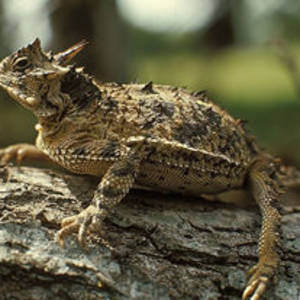 Texas Horned Lizard