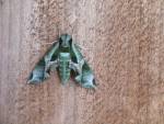 Green Moth