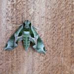 Green Moth
