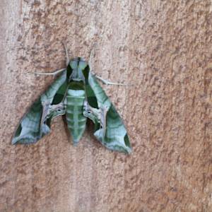 Green Moth