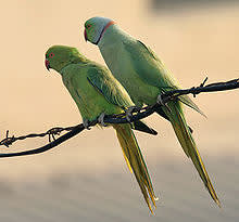 Parrots 