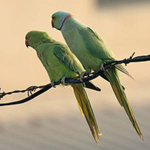 Parrots