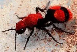 What is missing? | Velvet Ant