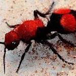 Velvet Ant