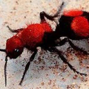 Velvet Ant
