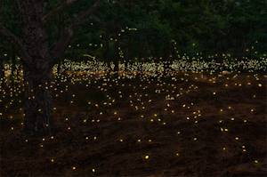Fireflies