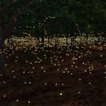 Fireflies