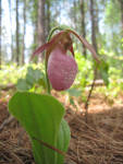 Lady Slippers