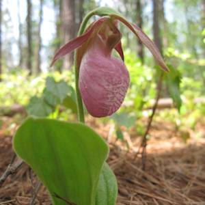 Lady Slippers