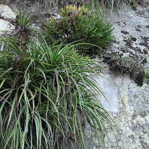 Orquideas Wakanqui