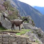 The Cock Of The Rock