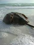 Horseshoe Crabs