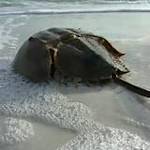 Horseshoe Crabs