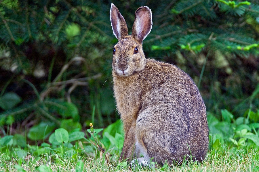 What is missing? Jack Rabbit Disappearing From Minnesota USA