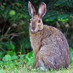 Jack Rabbit Disappearing From Minnesota, USA