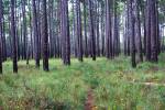 Longleaf Pine Savannah