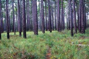 Longleaf Pine Savannah