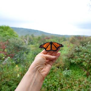 Monarch Butterfly