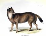 Falkland Islands Wolf