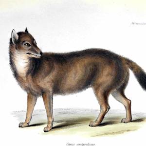 Falkland Islands Wolf