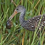 Limpkins At Wakulla Springs