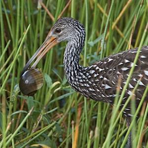 Limpkins At Wakulla Springs