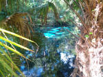 Fern Hammock Springs