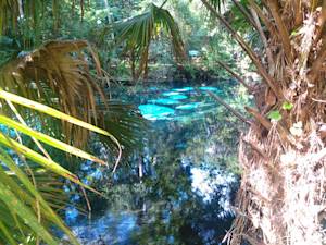 Fern Hammock Springs