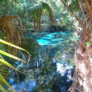 Fern Hammock Springs