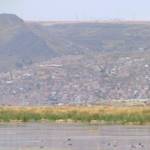 Pejerrey (a Type Of Fish)