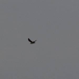 Long-Billed Tern