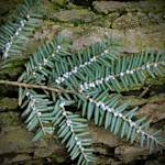 The Dawn Of A New Northeastern Hardwood Ecology