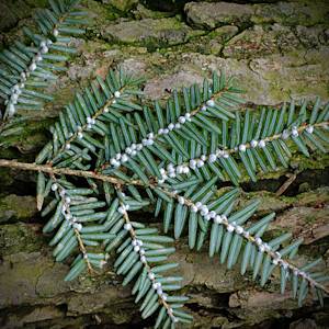 The Dawn Of A New Northeastern Hardwood Ecology