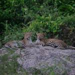 The Great Indian Leopard