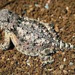 Horned Lizard
