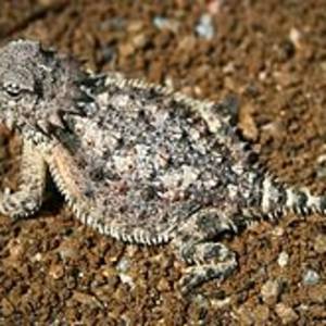 Horned Lizard