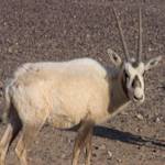 Oryx