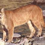 Cougar (Puma Concolor)