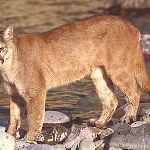 Cougar (Puma Concolor)