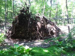 Fallen Trees