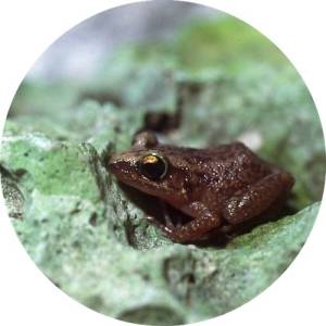 Vanishing Coqui