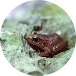 Vanishing Coqui