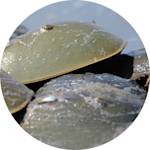 A Shore Of HorseShoes