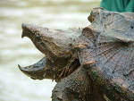 Alligator Snapping Turtle