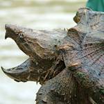 Alligator Snapping Turtle