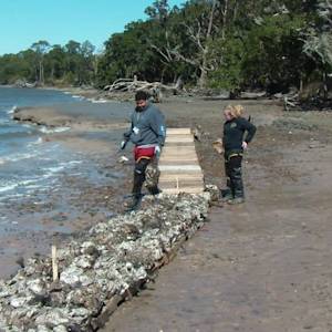 Oyster Reef Building