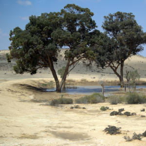 The Negev Forest