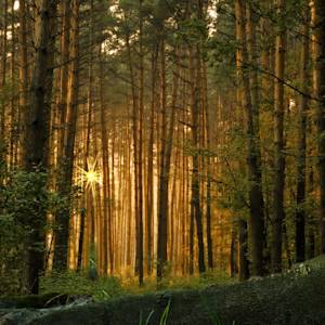 Goodbye Enchanted Forest