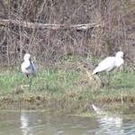 The Bharatpur Wetlands