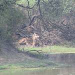 The Cranes In Bharatpur